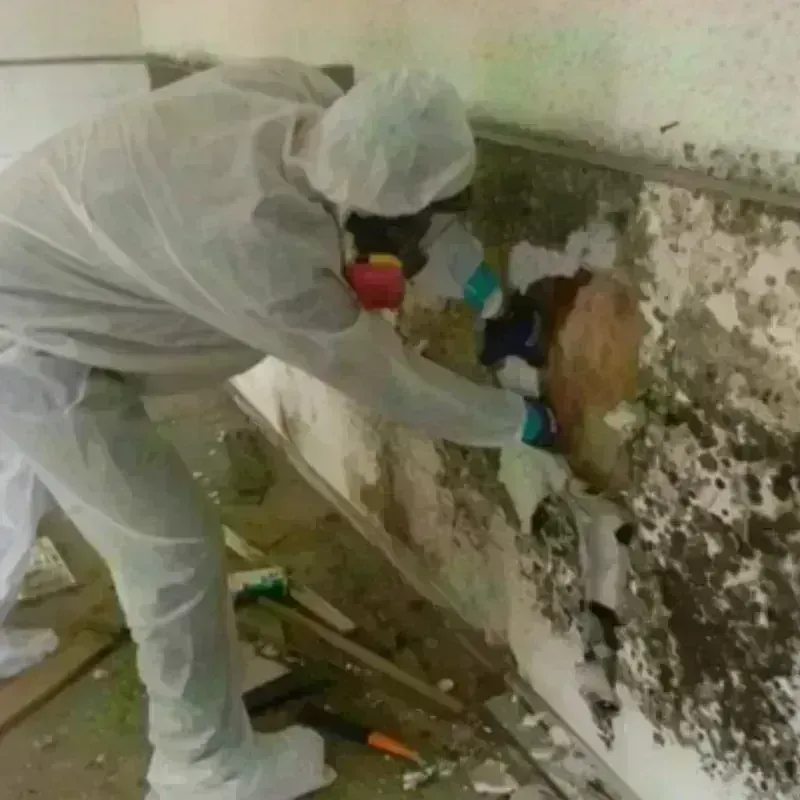 Mold Remediation and Removal in Bunk Foss, WA